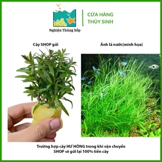 Cây BACH TUỘC lá cạn 20k/10ngọn - Cây Thuỷ Sinh cắt cắm dễ trồng