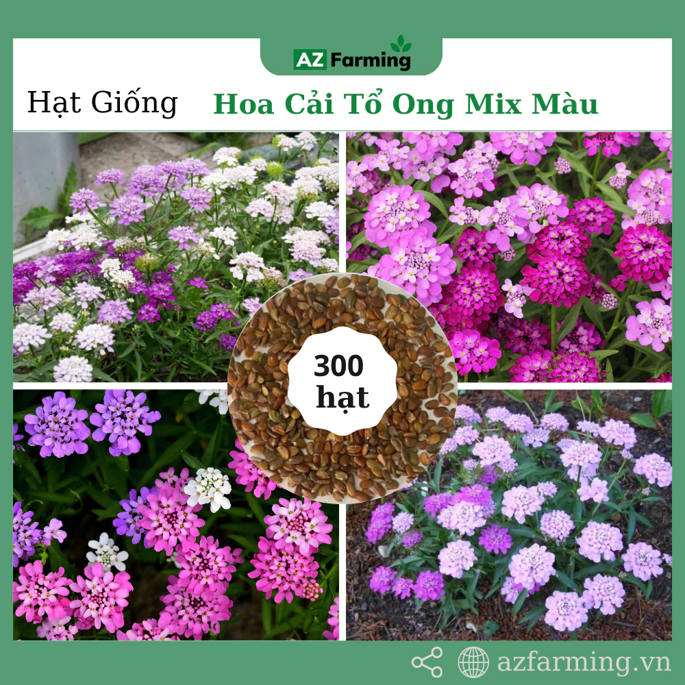 Hạt Giống Hoa Cải Tổ Ong - Gói 300 Hạt - AZ Farming