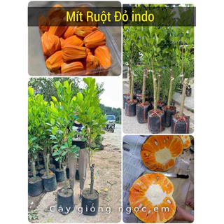 Mít ruột đỏ indo lá bầu, mít thái ( cây choai)  cao 1mét 5, gốc siêu to ..trồng 8 tháng có quả