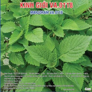 Hạt giống Kinh Giới Cao Sản (VA.0118) - 5gram