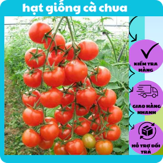 hạt giống cà chua siêu trái f1