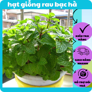 hạt giống rau bạc hà rau gia vị dễ trồng nhanh thu hoạch