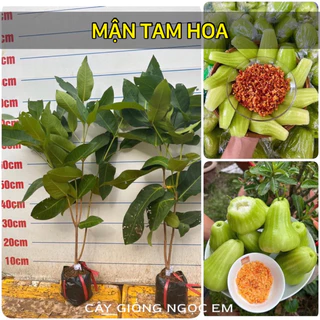 Mận Xanh Tam Hoa Mận xanh Đường trái lớn, siêu dễ trồng chuẩn F1