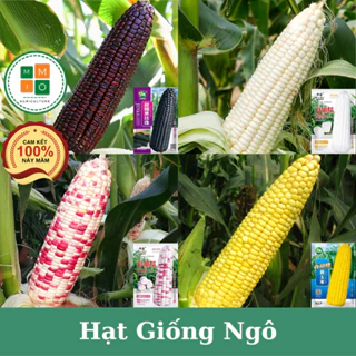 Hạt giống ngô (ngọt - nếp sữa - cẩm hồng - tím) mềm dẻo thơm ngon