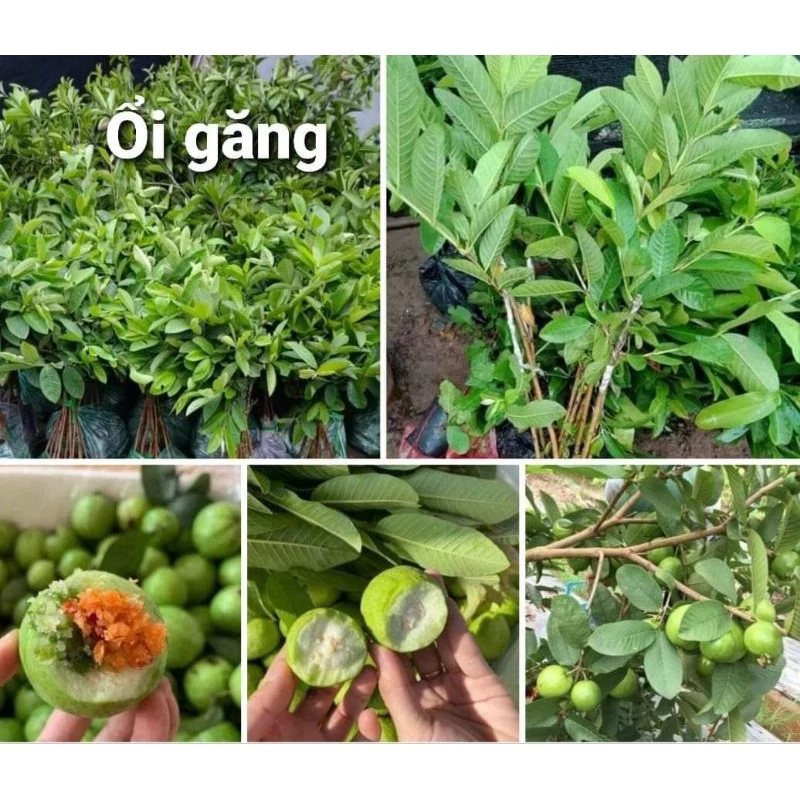 cây giống ổi găng