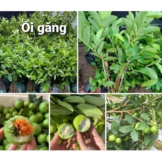 cây giống ổi găng