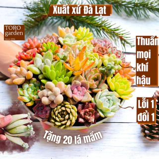 Sen đá mini Đà Lạt 20 loại khác nhau tặng kèm 20 lá mầm sen đá khác loại, cây cảnh trang trí nhà cửa Toro garden