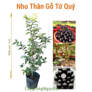 Nho thân gỗ tứ quý (cao 90- 1mét4)  1 năm có trái dễ trồng, trái quanh năm…