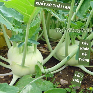 Hạt giống su hào Thái Lan củ to tròn đẹp năng suất cao hạt giống su hào dễ nảy mầm trồng quanh năm Hạt giống Gold