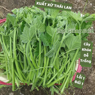 Hạt giống bí siêu ngọn Thái Lan siêu đọt giòn ngọt dễ chăm sóc hạt bí nảy mầm cao trồng quanh năm Hạt giống Gold