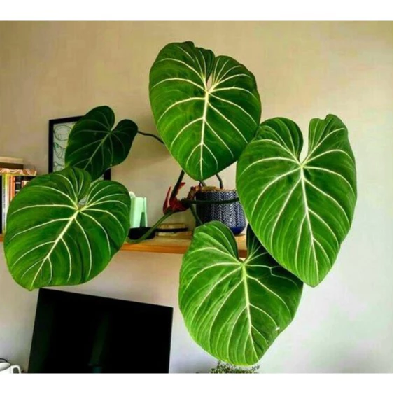 Cây Trầu Bà Lá Tròn Vân Sáng - Philodendron Gloriosum Silver Round Form