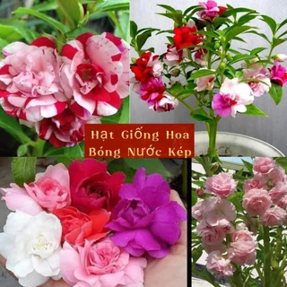 hạt giống hoa bóng nước kép💖 Siêu Xinh Nhiều Màu💖 đẹp xuất sắc