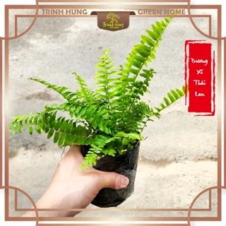 Dương xỉ Thái Lan bầu đen - cây công trình, trang trí tiểu cảnh, bán cạn, terrarium