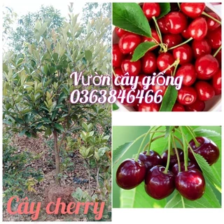 cây cherry Brazil to chuẩn bị ra hoa