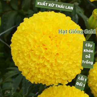 Hạt giống hoa vạn thọ Thái Lan bông vàng to 8 đến 10cm giống cúc vạn thọ chuẩn F1 trồng tết nảy mầm cao Hạt giống Gold