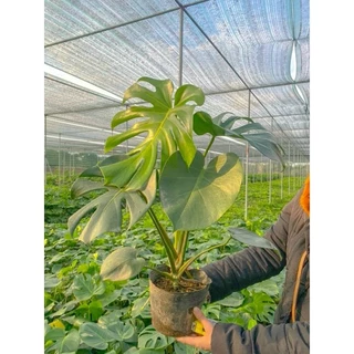 Cây Monstera - Trầu bà nam Mỹ - Cây rất dễ trồng và năng suất tốt