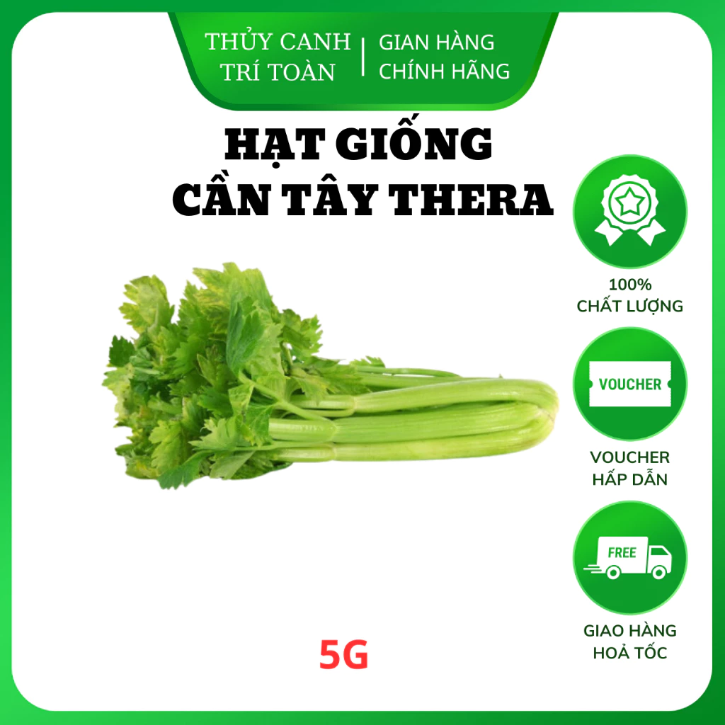 Hạt giống Cần Tây Thera (5g) chiệu nhiệt tốt, nảy mầm đồng đều, năng suất cao - Hạt giống Rạng Đông