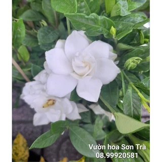 (VHST - GIAO TRONG NGÀY) Cây HOA DÀNH DÀNH (BẠCH THIÊN HƯƠNG) hoa kép, rất thơm.