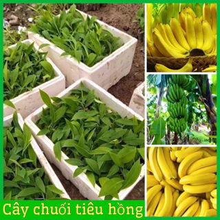 Cây giống chuối tiêu hồng cấy mô