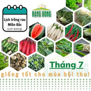 Hạt giống Rau Củ Quả trồng theo mùa ở miền BẮC, tháng 7 này trồng rau gì? - Hạt giống Rạng Đông