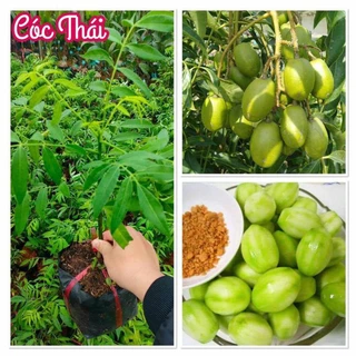 CÂY CÓC THÁI NHỎ SIÊU TRÁI