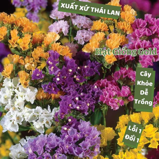 Hạt giống hoa salem Thái Lan nhiều màu đẹp mắt cây khỏe chịu hạn tốt hạt giống hoa nảy mầm cao dễ trồng Hạt giống Gold