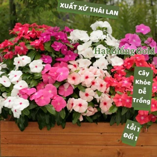 Hạt giống hoa dừa cạn Thái Lan bông to nhiều màu cây khỏe hạt giống hoa chuẩn nảy mầm cao dễ trồng Hạt giống Gold