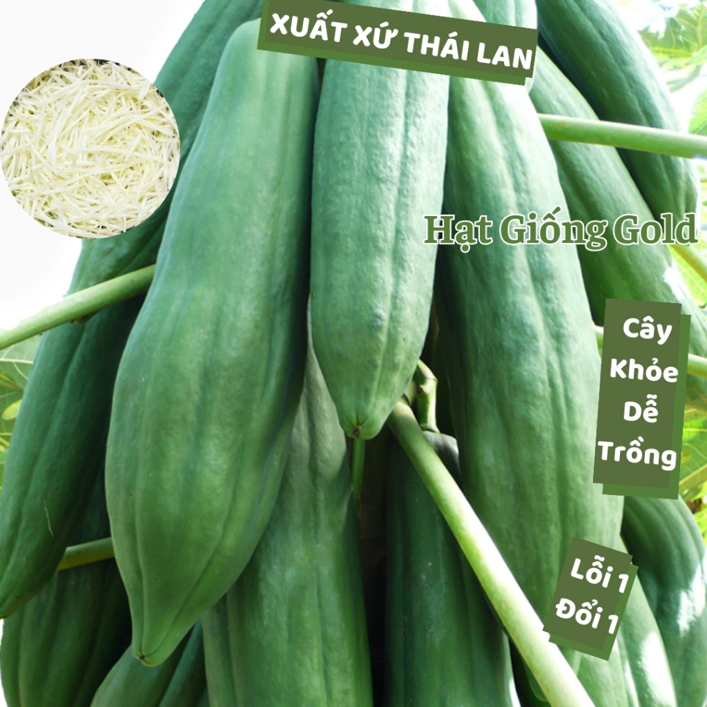 Hạt giống đu đủ Thái Lan thân lùn trái dài ruột đỏ sai quả tỷ lệ hạt giống nảy mầm cao trồng quanh năm Hạt giống Gold