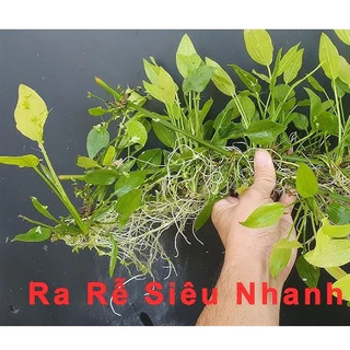 [MUA 5 TẶNG 1] Cây Lan Nước - Cây Thuỷ Sinh Dễ Trồng Không Cần CO2