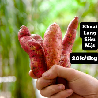 5kg khoai lang siêu mật tươi ngọt . không sùng hà