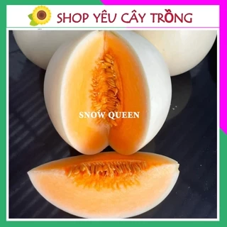 Hạt giống dưa lê siêu ngọt SNOW QUEEN 10 hạt