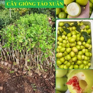 Cây giống Táo Xuân Bắc Giang, giống táo siêu ngọt phù hợp trồng ban công, trồng chậu