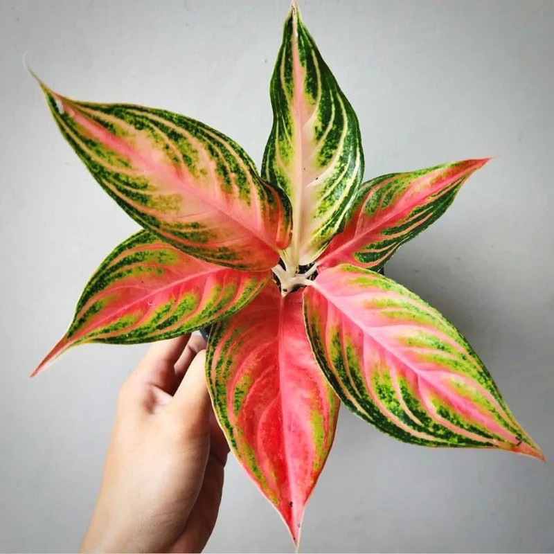 Chậu đen mềm HỒNG NGÂN phong thuỷ - Aglaonema Pink Sunset |Vườn Như Ngọc| - Vận chuyển hỏa tốc