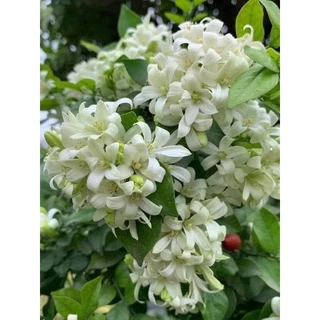 Cây Nguyệt Quế -  hoa trắng, thơm xanh quanh năm