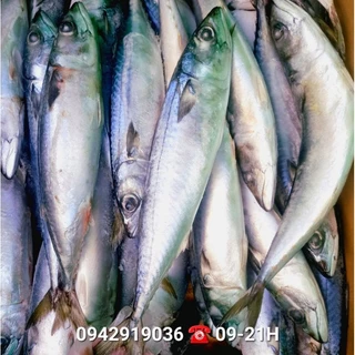 Cá Nục Nhật size lớn 3-4 Con/Kg dễ gỡ xương, làm pate tươi, không phải cá Saba - Joyful Day