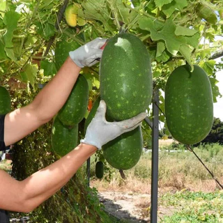 [Hạt giống Nhật Bản] Hạt giống bí xanh Nhật Bản - tỷ lệ nảy mầm 90%