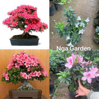 Cây hoa đỗ quyên ta có thể làm bonsai mini trồng chậu