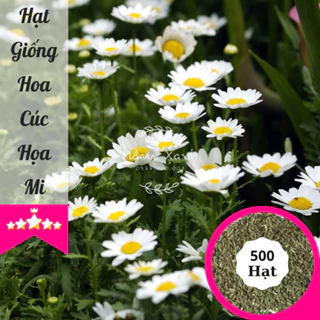 Hạt Giống Hoa Cúc Họa Mi Trắng - 500 Hạt - Hạt Giống Mầm Xanh