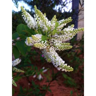 Chậu cây trầm hương/Aloysia Virgata cho hoa thơm quanh năm - Trang Flowers