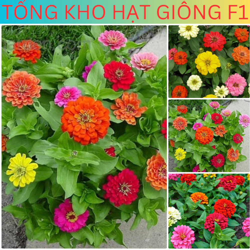 [Gói 150 Hạt] Hạt Giống Hoa Cúc Lá Nhám (tặng kèm phân) Tổng kho hạt giống f1