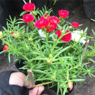 Gói Hạt Giống Hoa Mười giờ Mỹ - Bông Lớn Nhiều Màu, Portulaca mix (gói 1gr)