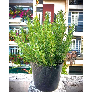 bầu cây hương thảo Rosmarinus officinalis  cao 15/20 cm cây thuần chỉ giao miền bắc