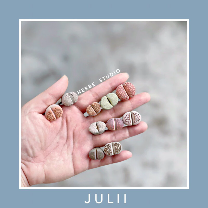 [herbe.studio] Lithops Julii - Sen mông, thạch lan Julii