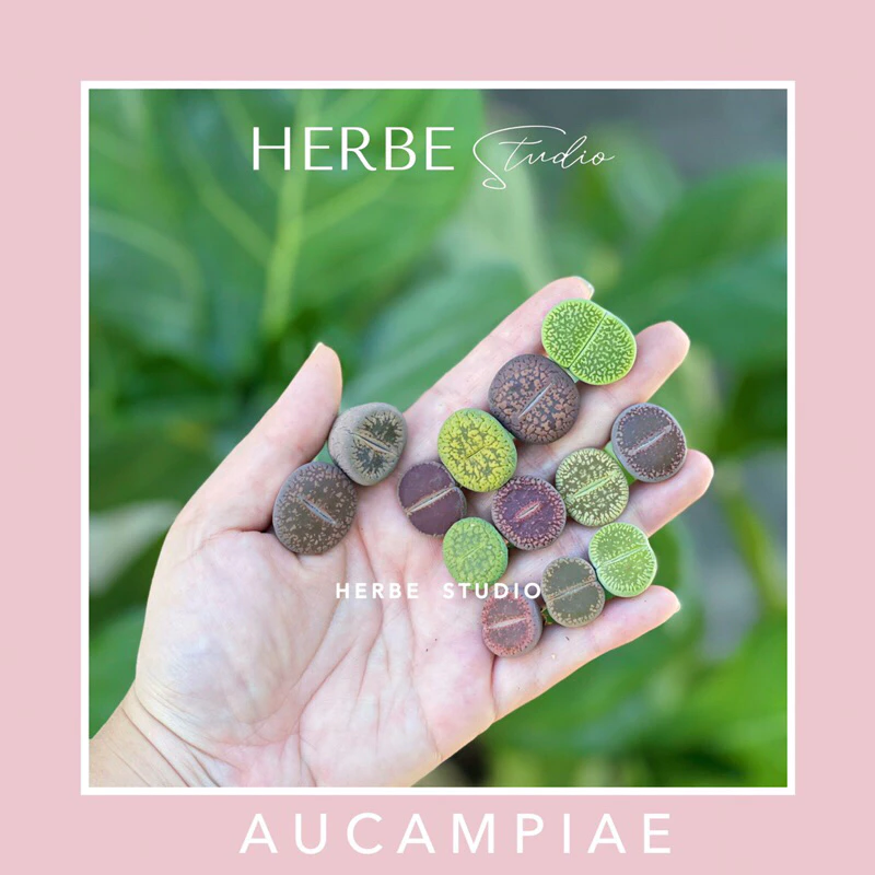 [herbe.studio] Lithops Aucampiae - Sen mông, thạch lan thuộc dòng Aucampiae