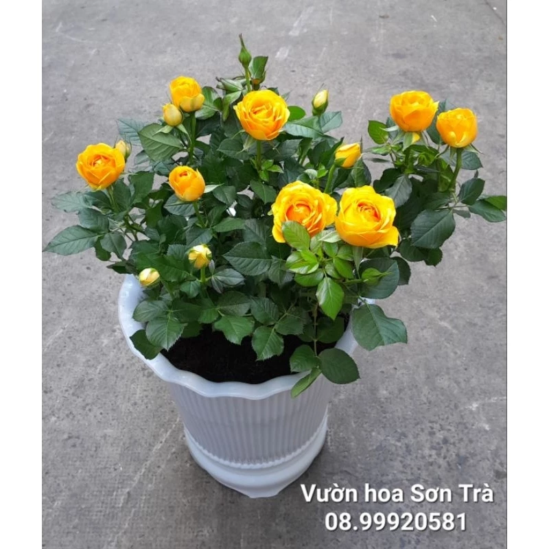 (VHST giao TP.HCM trong ngày) HỒNG HÀ LAN, hoa vàng, đang hoa.