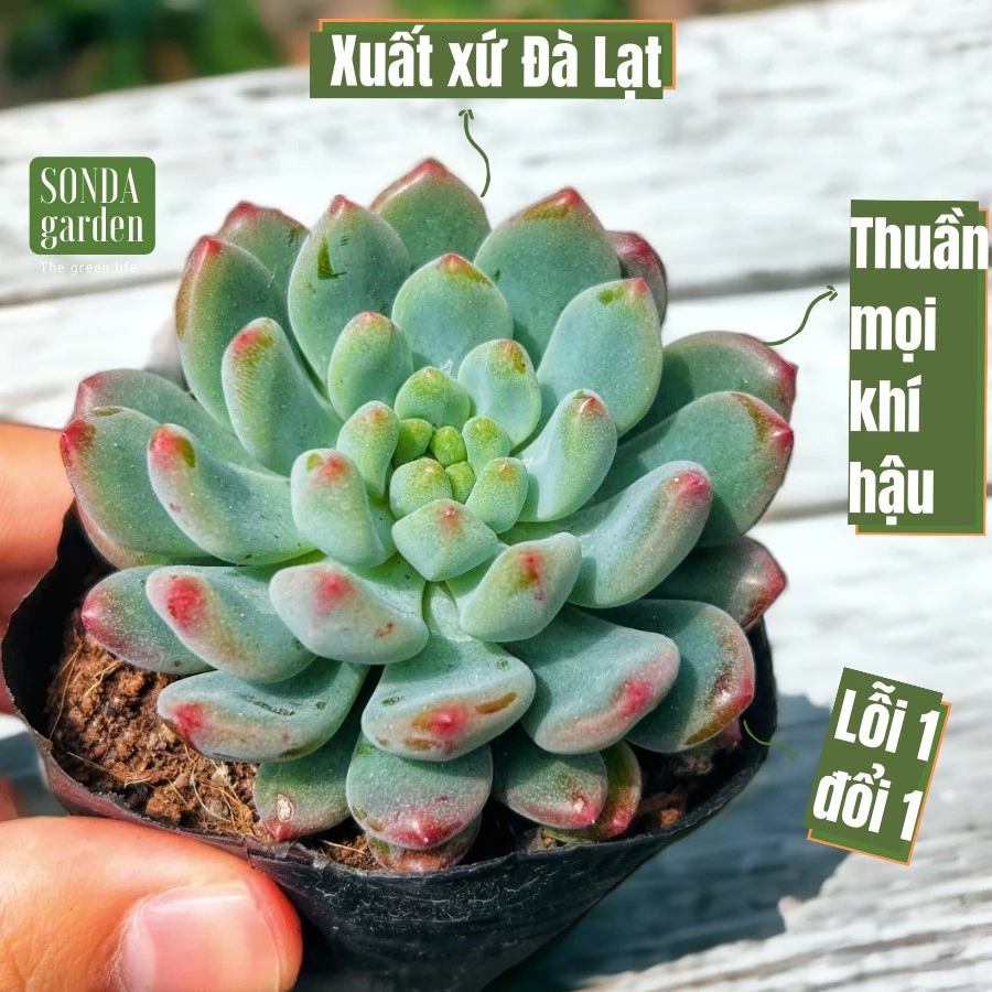 Sen đá hoàng hôn SONDA GARDEN size bé 5-8cm, cây cảnh trang trí nhà cửa, lỗi 1 đổi 1