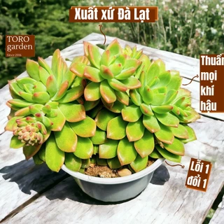 Sen đá mặt trời Đà Lạt size trung bình cây cảnh trang trí nhà cửa Toro garden