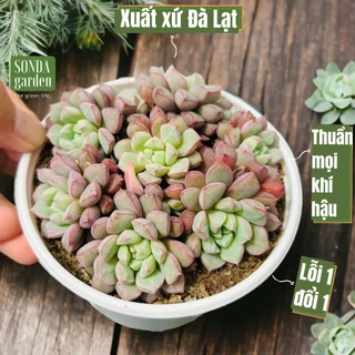 Sen đá kim cương tím SONDA GARDEN size trung bình 10-12cm, cây cảnh trang trí nhà cửa, lỗi 1 đổi 1