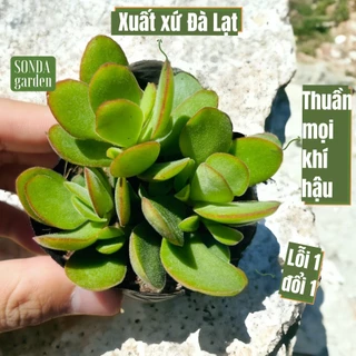 Sen đá bướm var mini SONDA GARDEN size bé 4-5cm, cây cảnh trang trí nhà cửa, lỗi 1 đổi 1