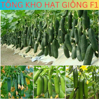 20 Hạt giống dưa chuột chùm siêu trái